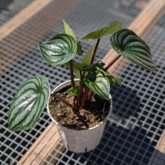 Peperomia Watermelon