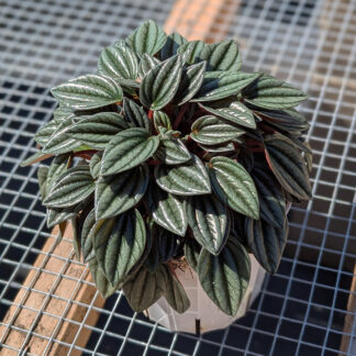 Peperomia caperata rosso