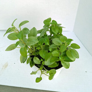 Peperomia orba ‘Pixie Lime’ 4 inch