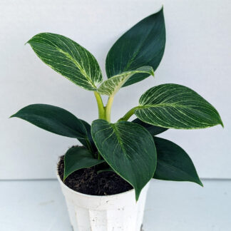 Philodendron 'Birkin' 4inch