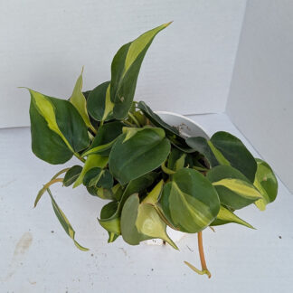 Philodendron 'Brasil' 4 inch