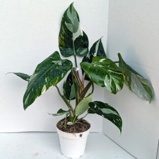 Philodendron 'white princess' 4 inch