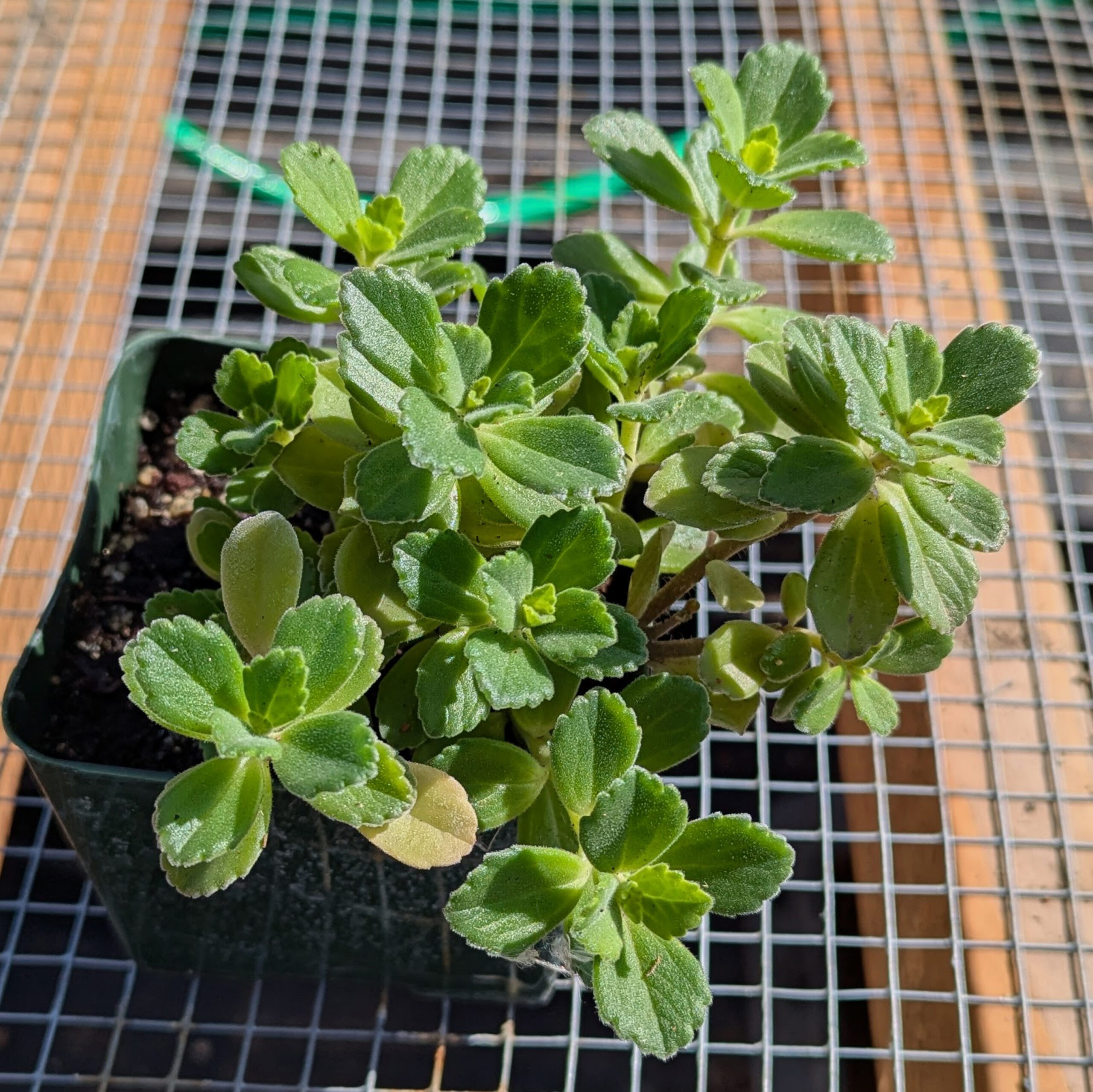 plectranthus blue lobster