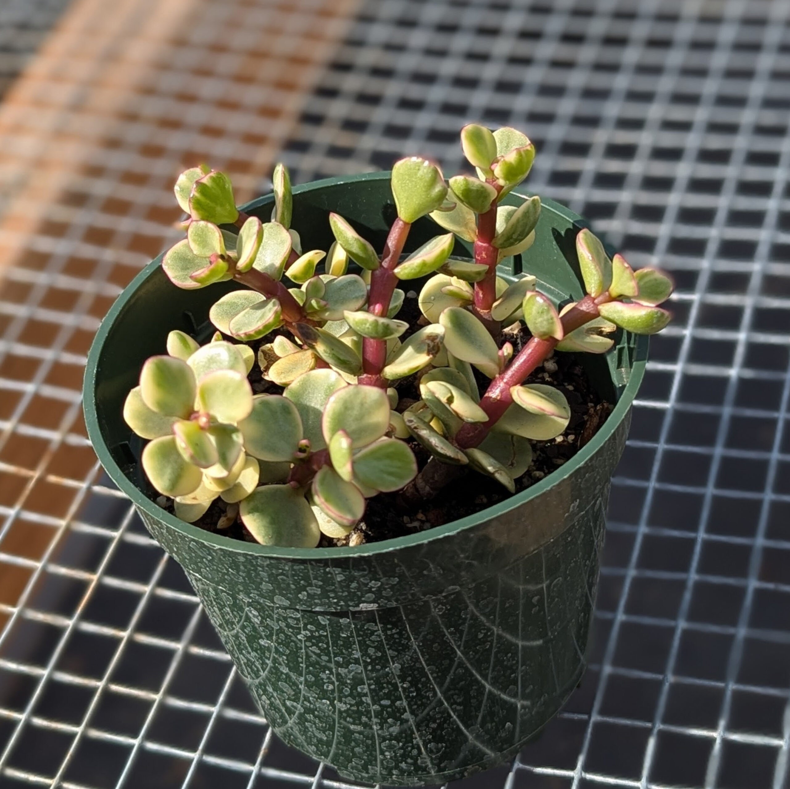 portulaca afra varigated