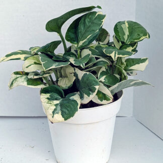 Pothos 'N-Joy' 4 inch