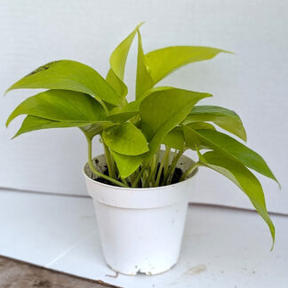 Pothos 'neon' 4 inch