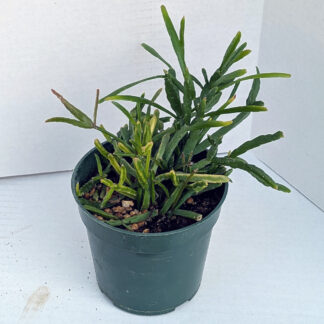 Rhipsales burchellii 4 inch