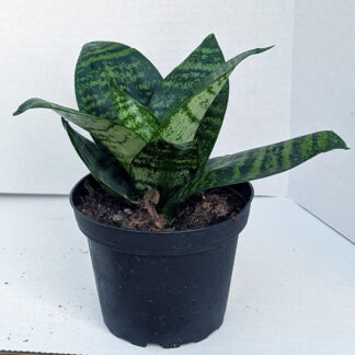 Sansevieria Hahnii 'Forest Star' 4 inch