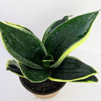 Sansevieria Hahnii 'jade pagoda' 4 inch