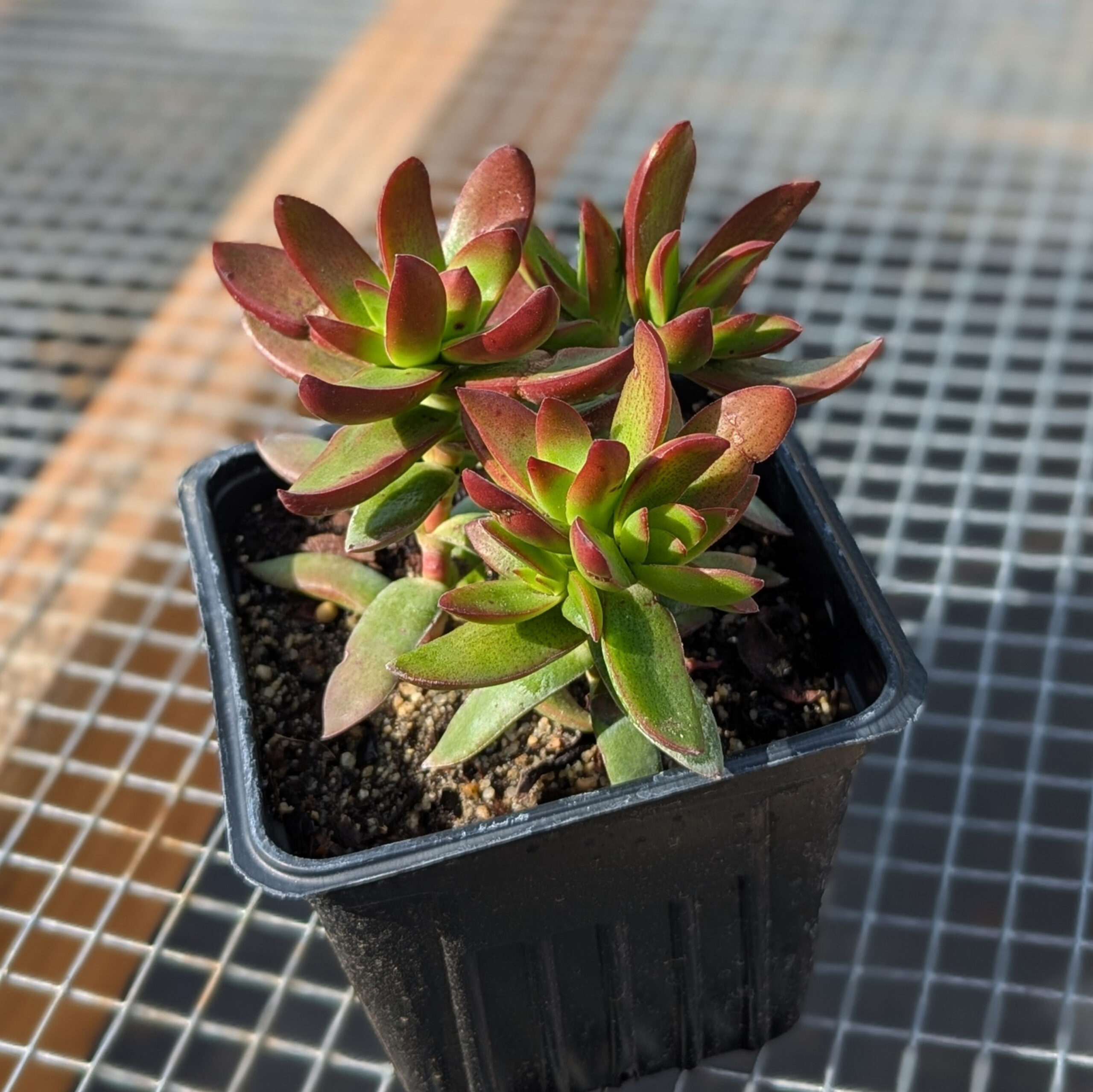 sedum adolphii burgundy