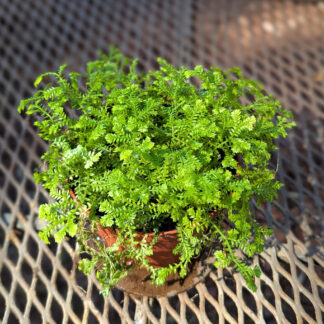 Selaginella kraussiana club moss