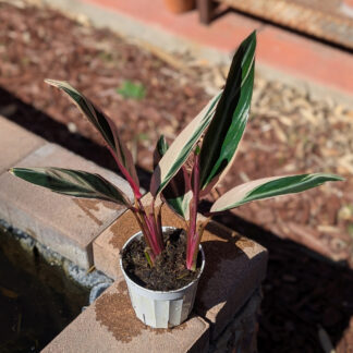 Stromanthe thalia triostar ginger