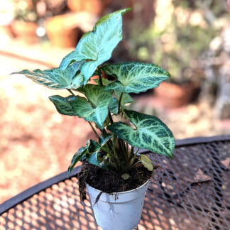 Syngonium-podophyllum Arrow