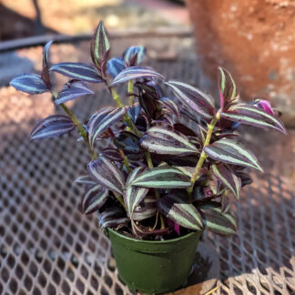 Tradescantia Zebrina
