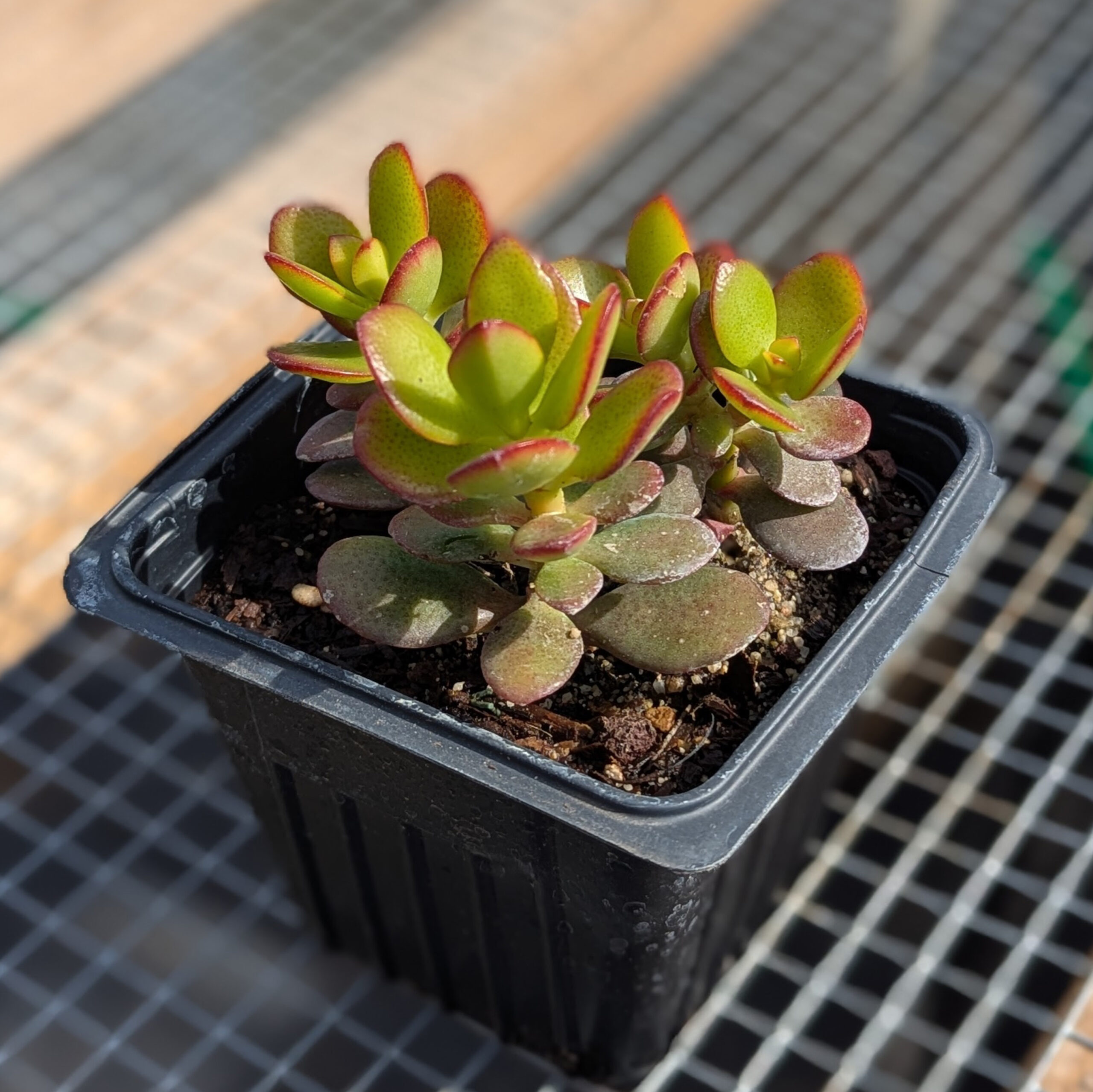 crassula ovata