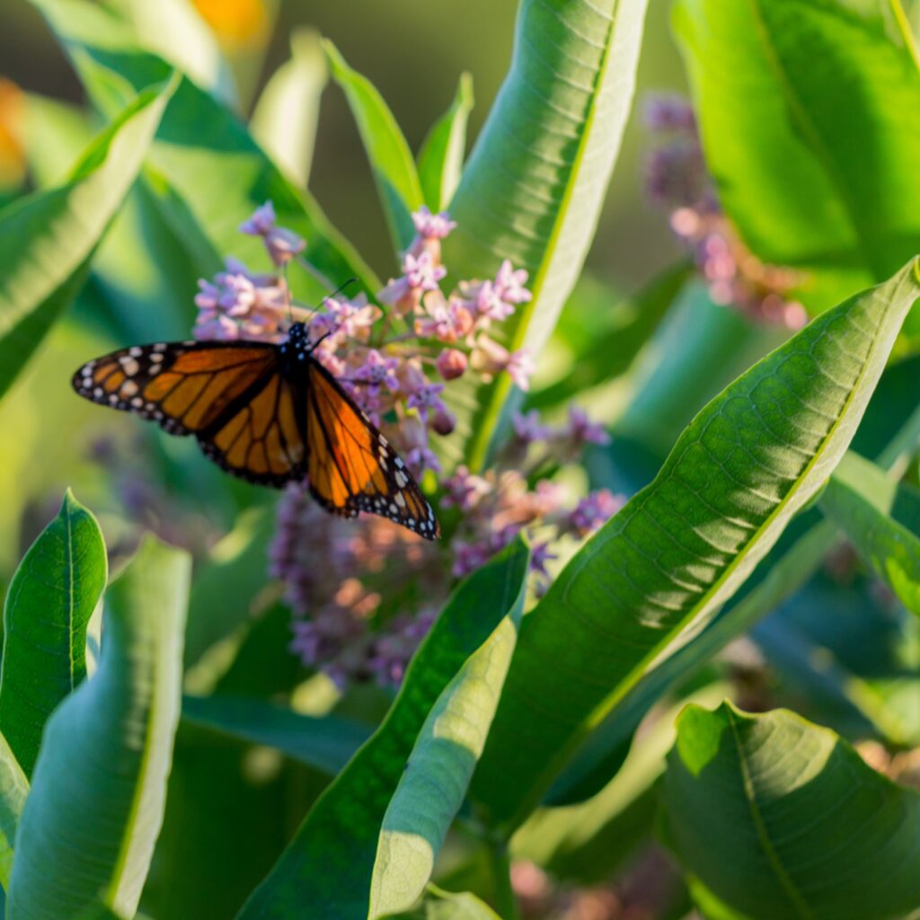 milkweed for monarchs