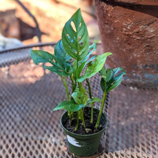 monstera obliqua swiss cheese plant