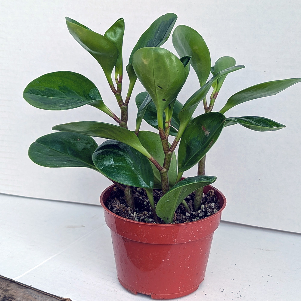 Peperomia obtusifolia 4 inch