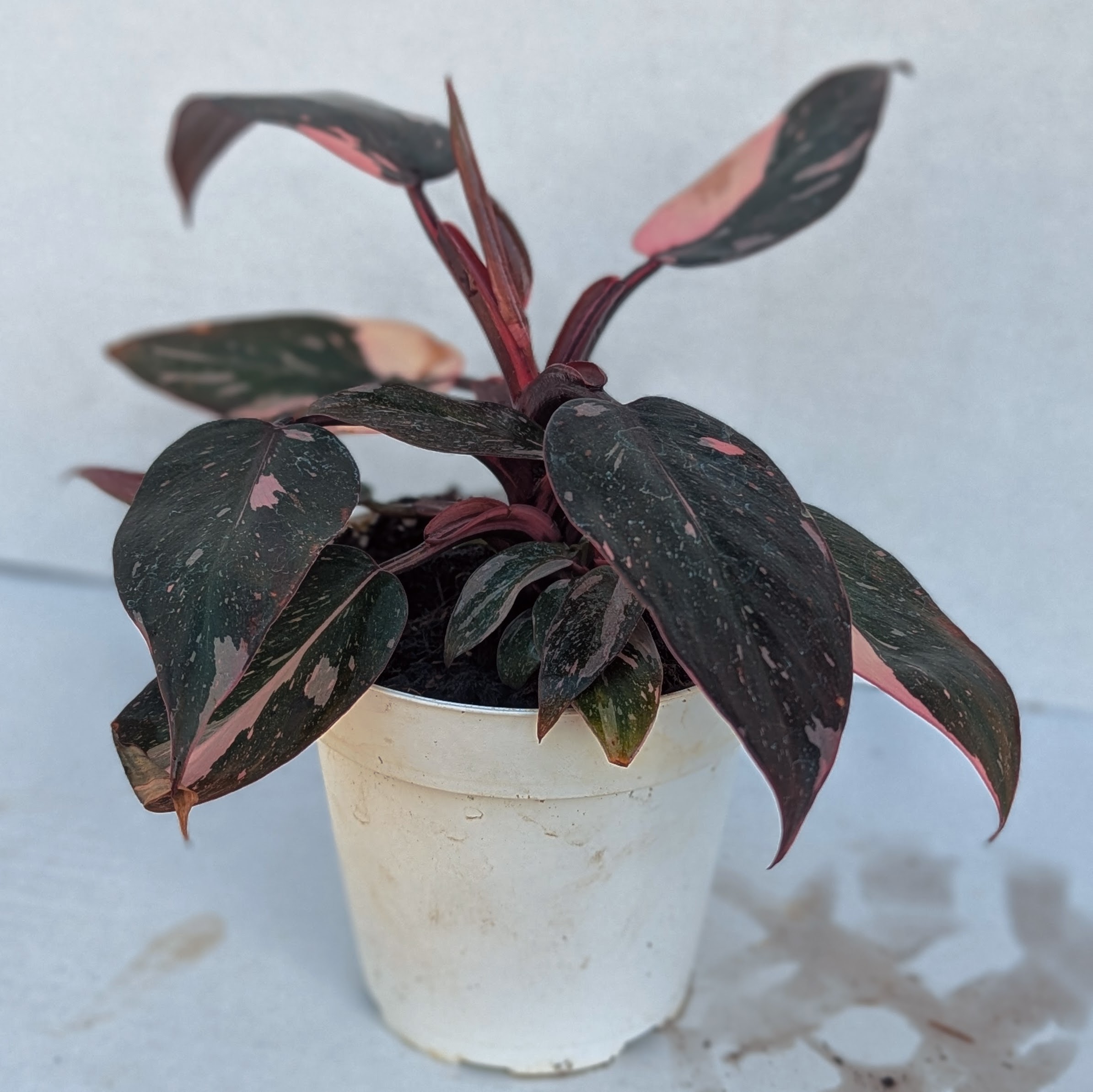 Philodendron 'Pink Princess' 4 inch