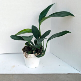 Rhaphidophora 'dragon tail' 4 inch