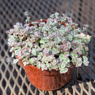 sedum little missy