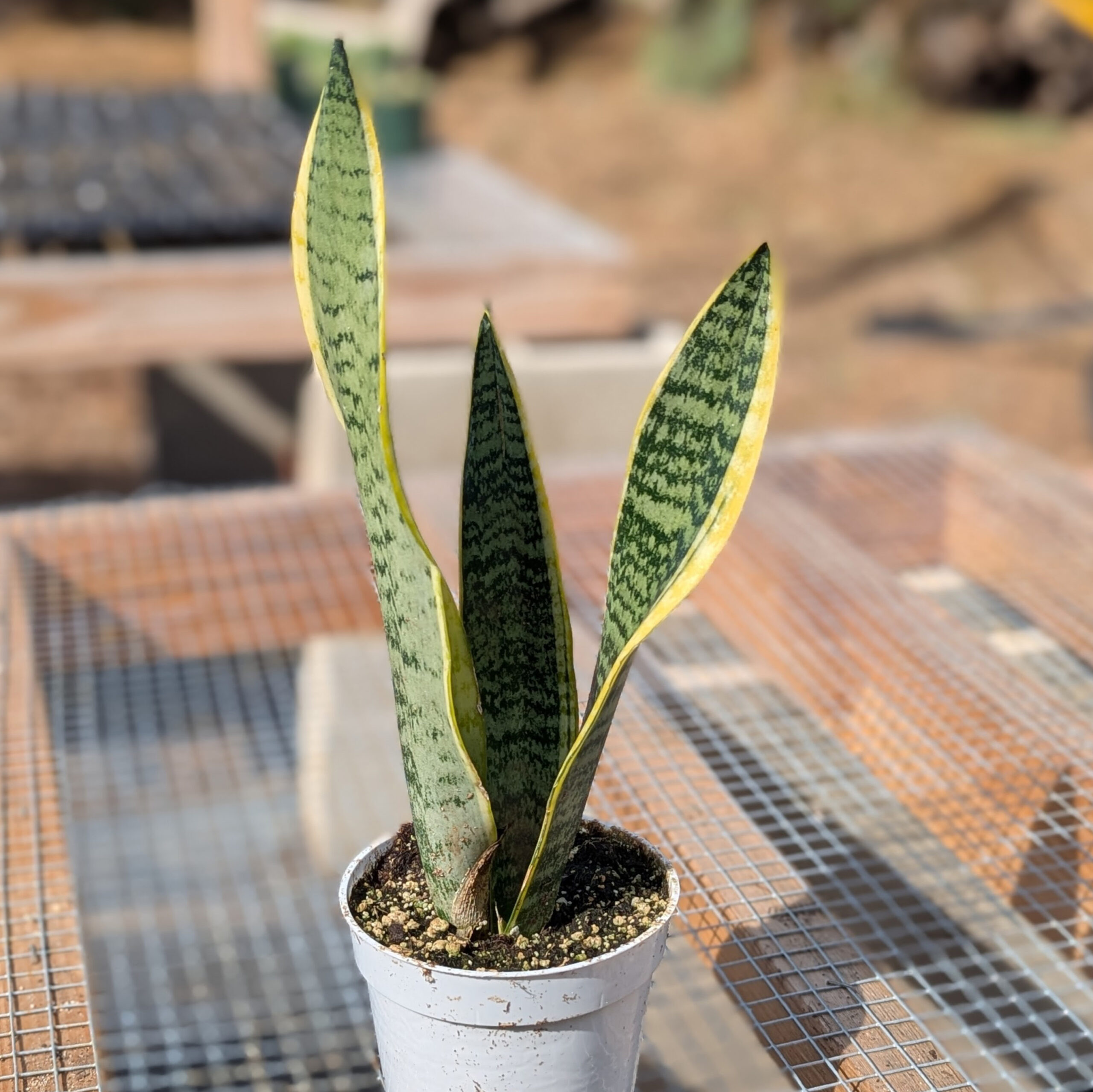 snake-plant-laurentii