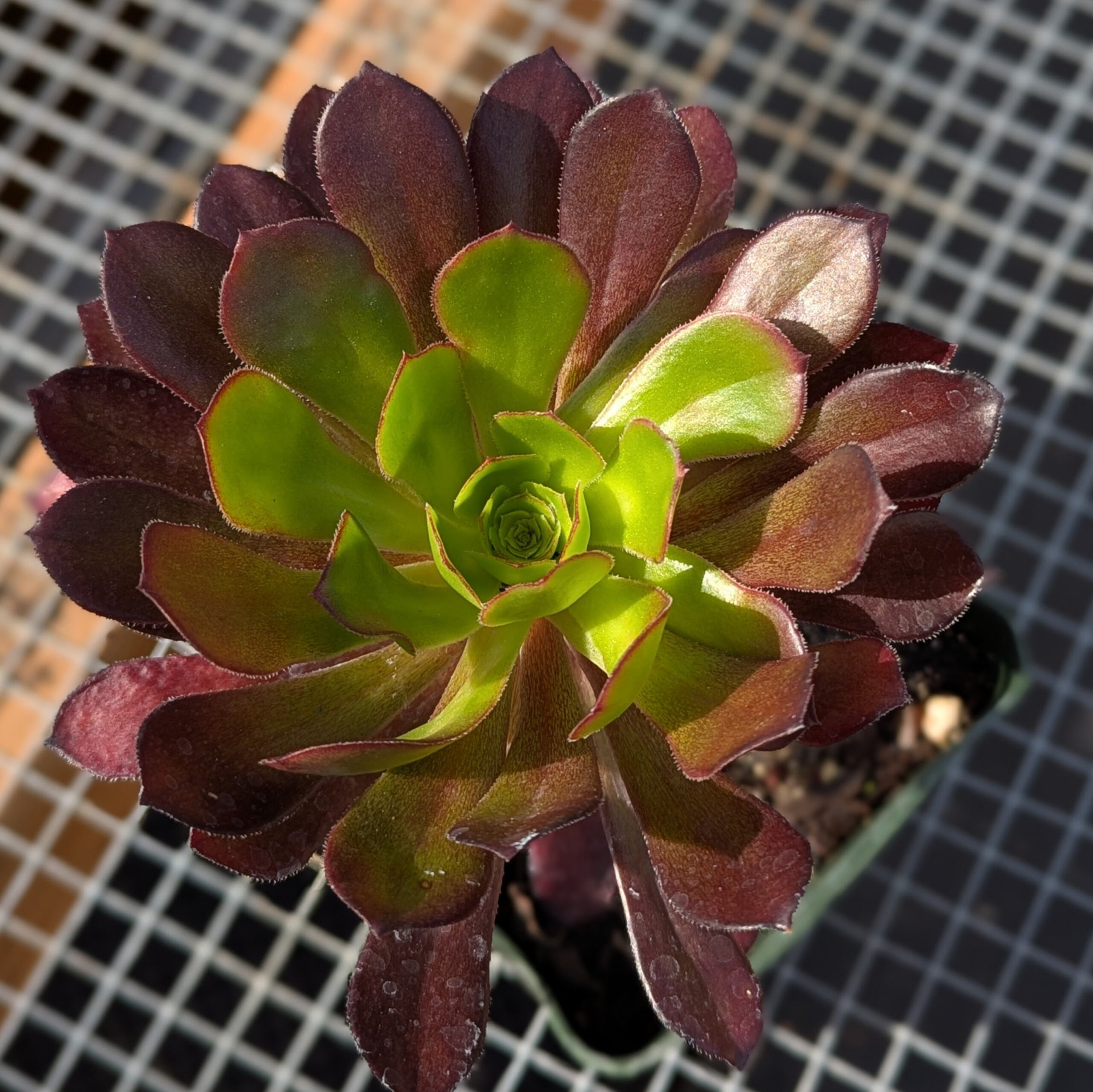 aeonium tree purple