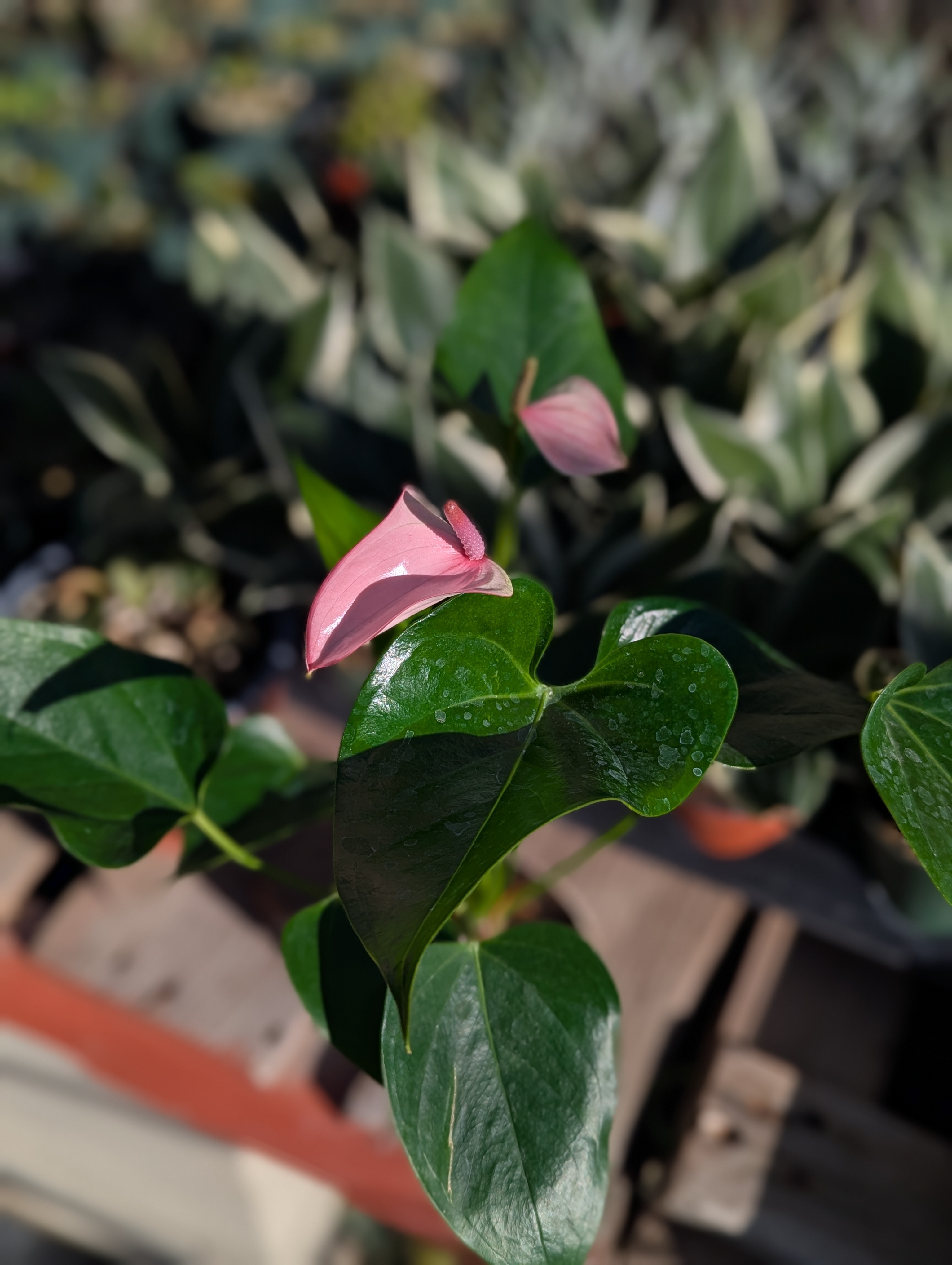 Anthurium pink