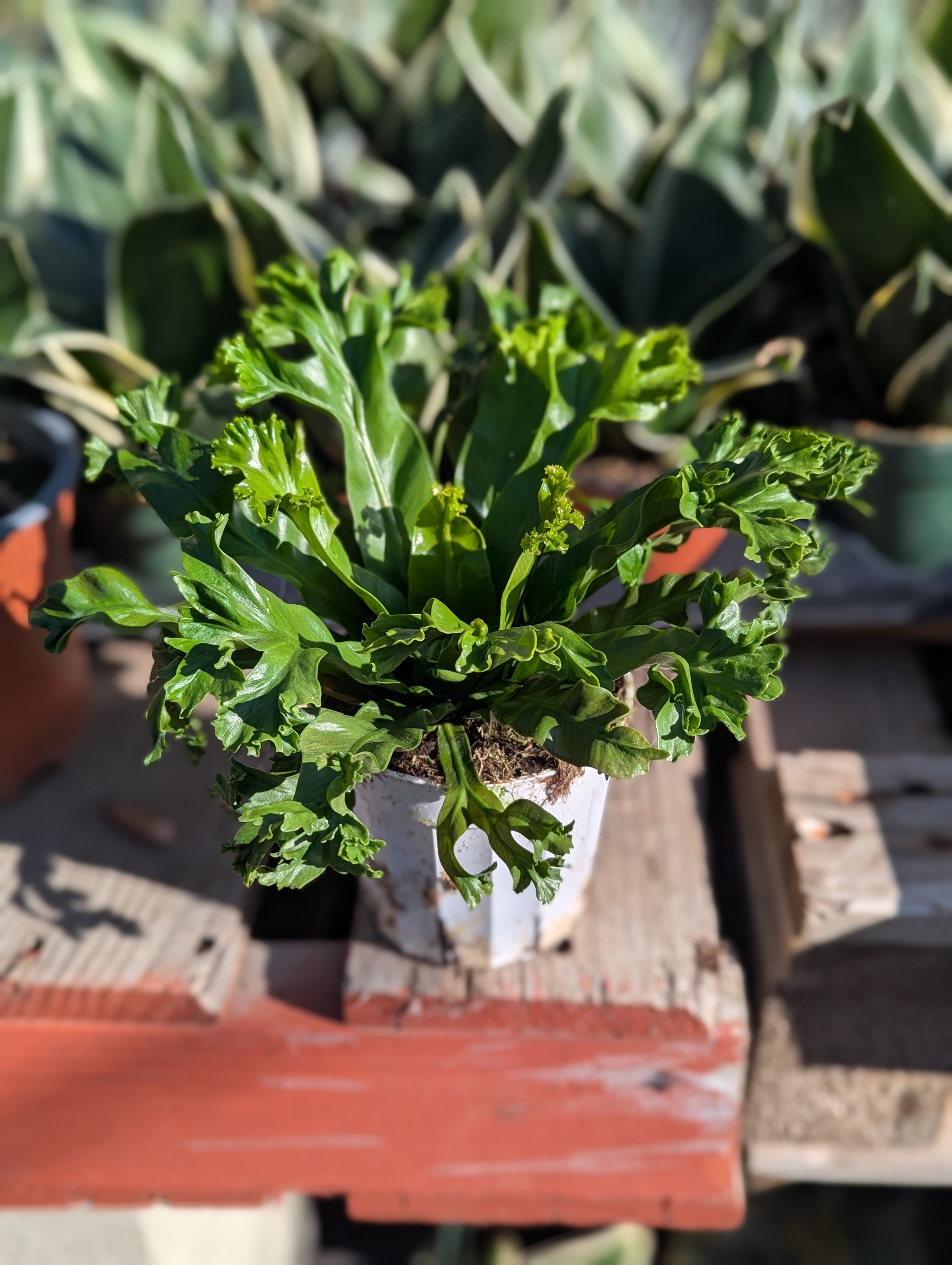 birds nest -japanese