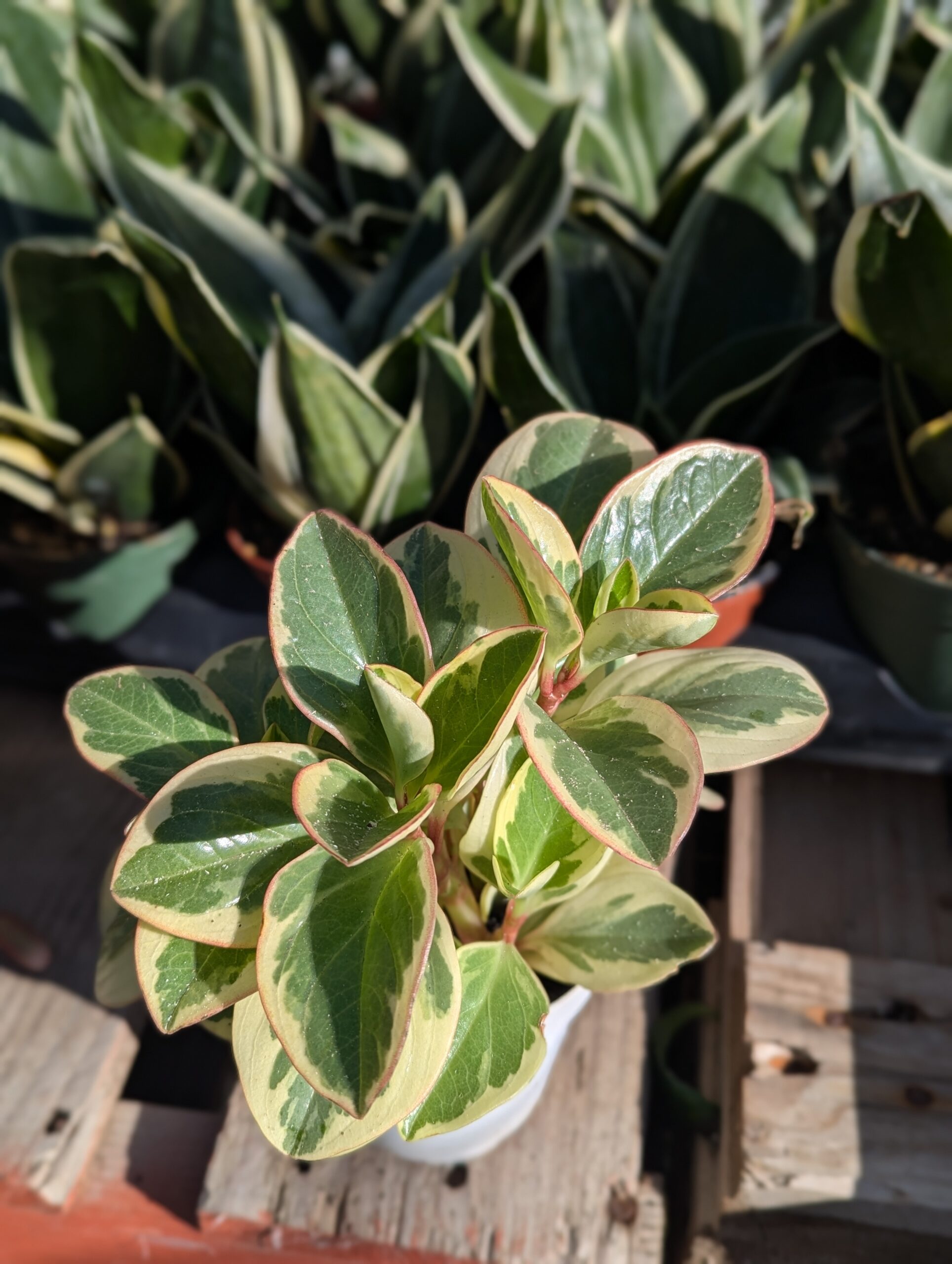 peperomia tricolor
