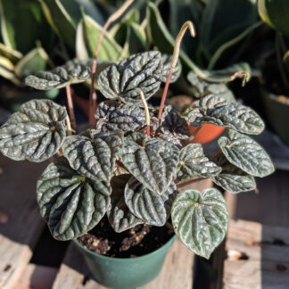 Peperomia caperata - 'Silver ripple'