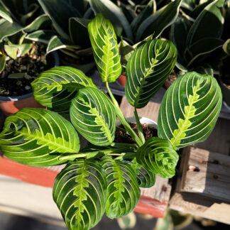 'Prayer plant lime' - Maranta leuconeura