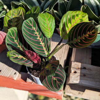 'Prayer plant red' - Maranta leuconeura