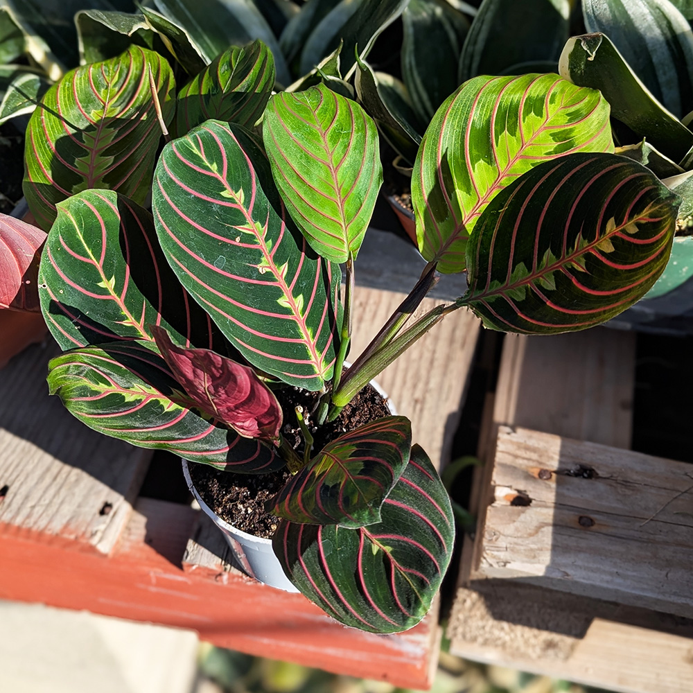 'Prayer plant red' - Maranta leuconeura