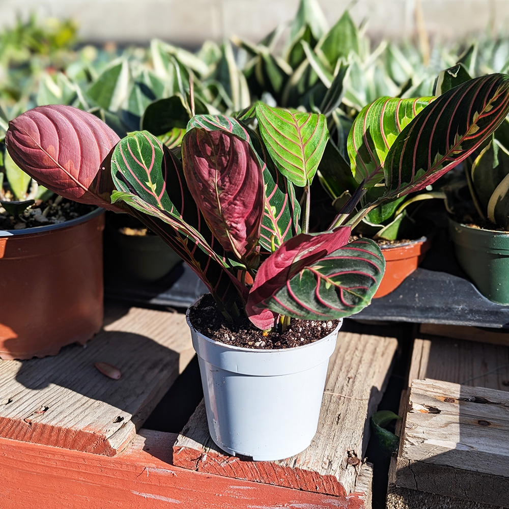 'Prayer plant red' - Maranta leuconeura - Image 3