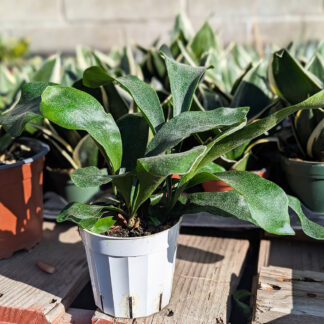 Staghorm fern - platycerium bifurcatum