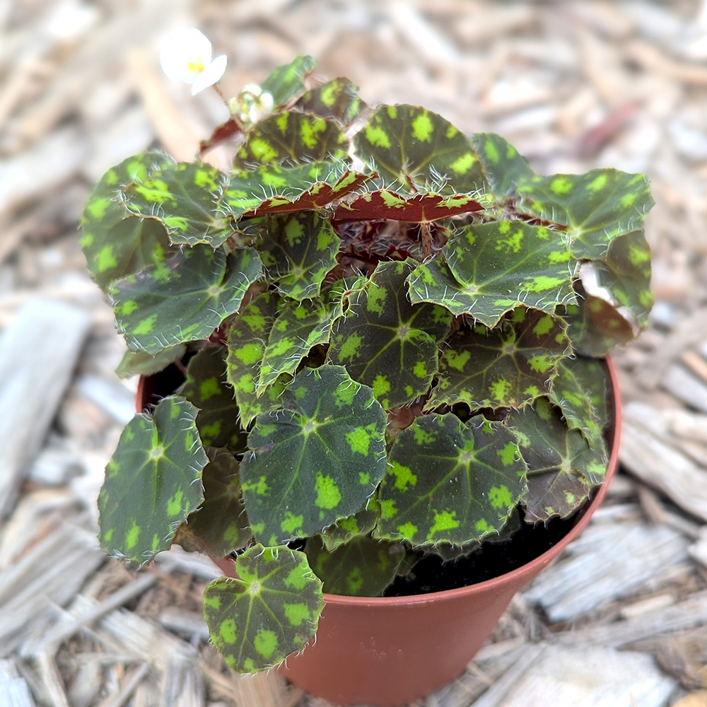 Begonia, Tiger Paws