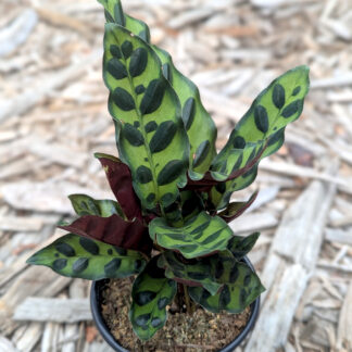 Calathea lancifolia, Rattlesnake Plant