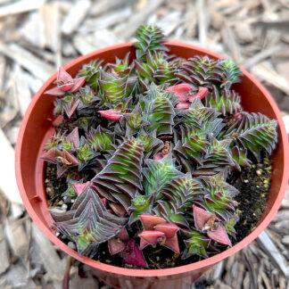 Crassula 'Pagoda Village'