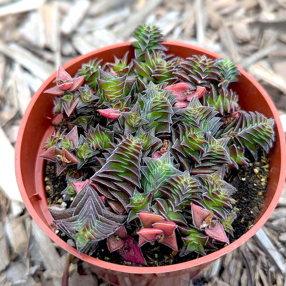 Crassula 'Pagoda Village'