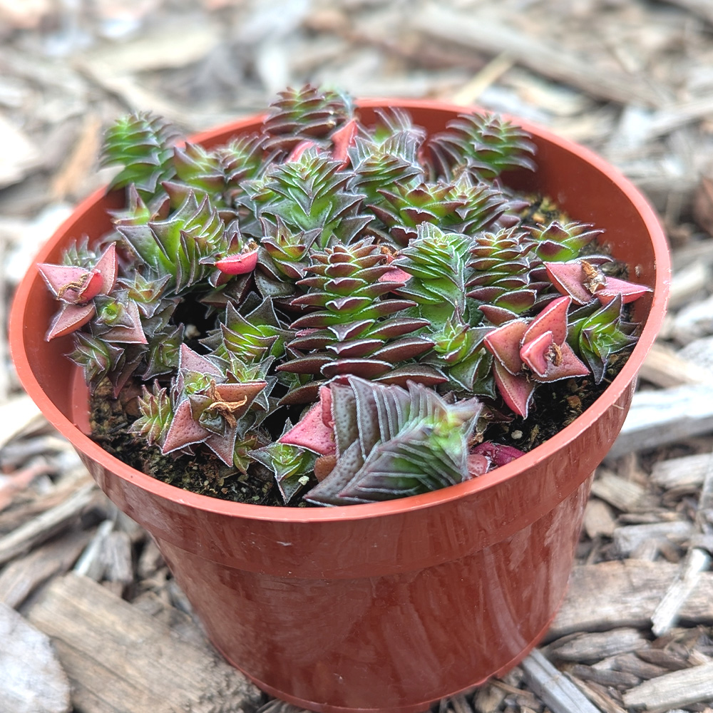 Crassula 'Pagoda Village'