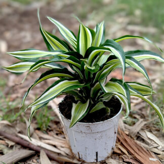 Dracaena Dremensis 'Malaika'