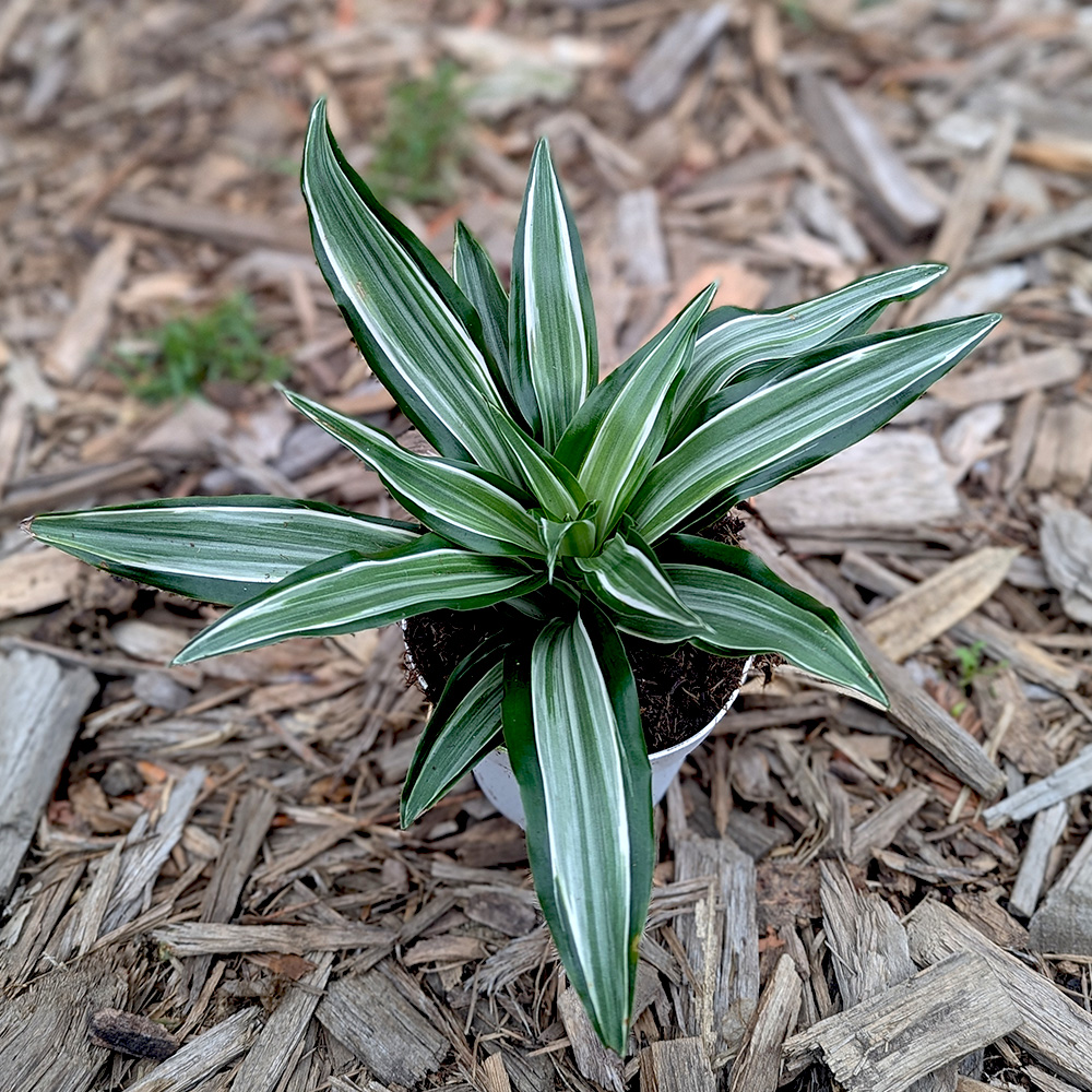 Dracaena 'White Jewel'