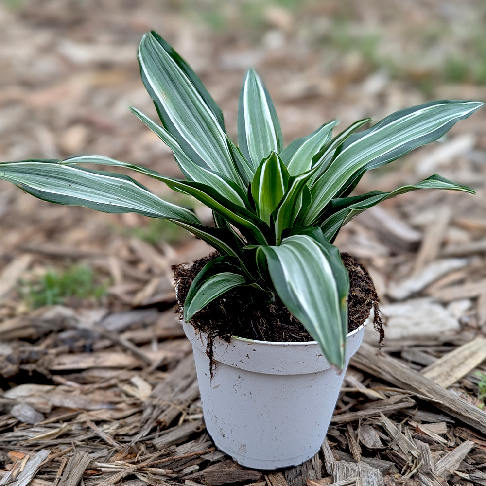 Dracaena 'White Jewel'