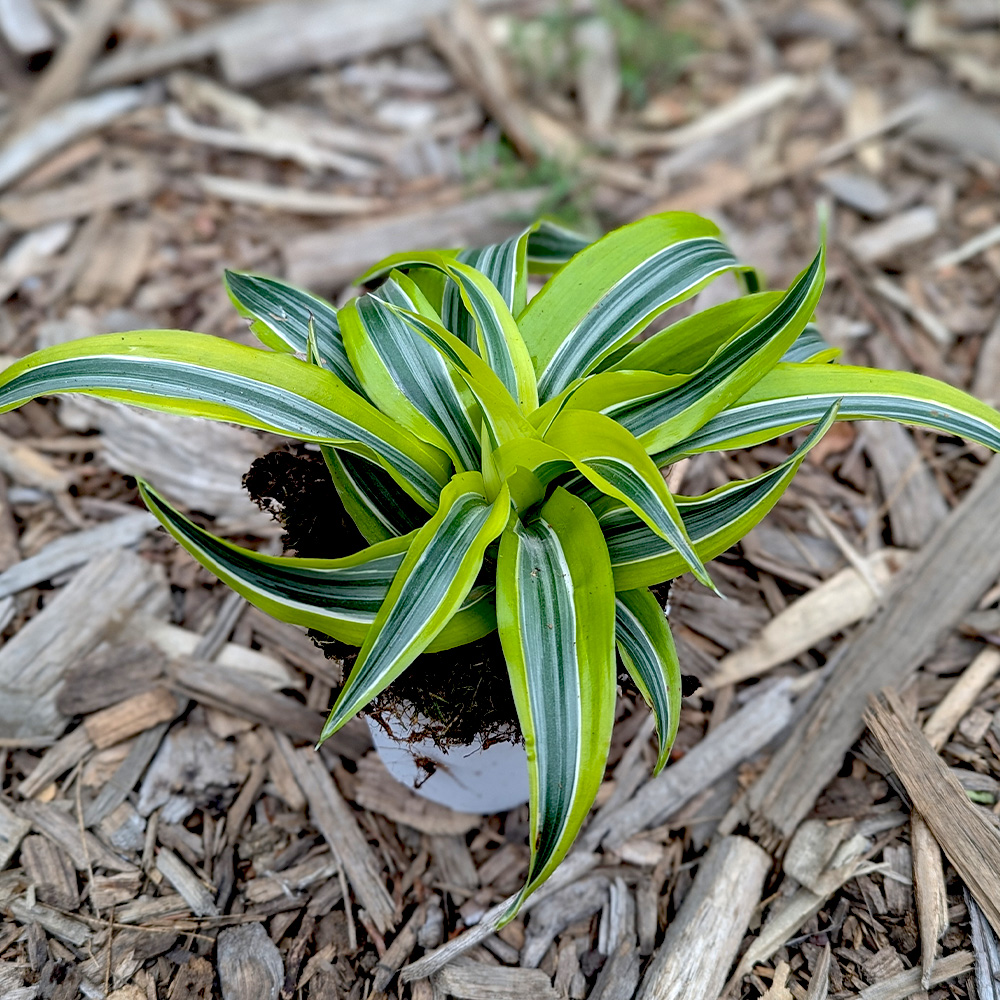Dracaena 'lemon surprise' - 4 inch