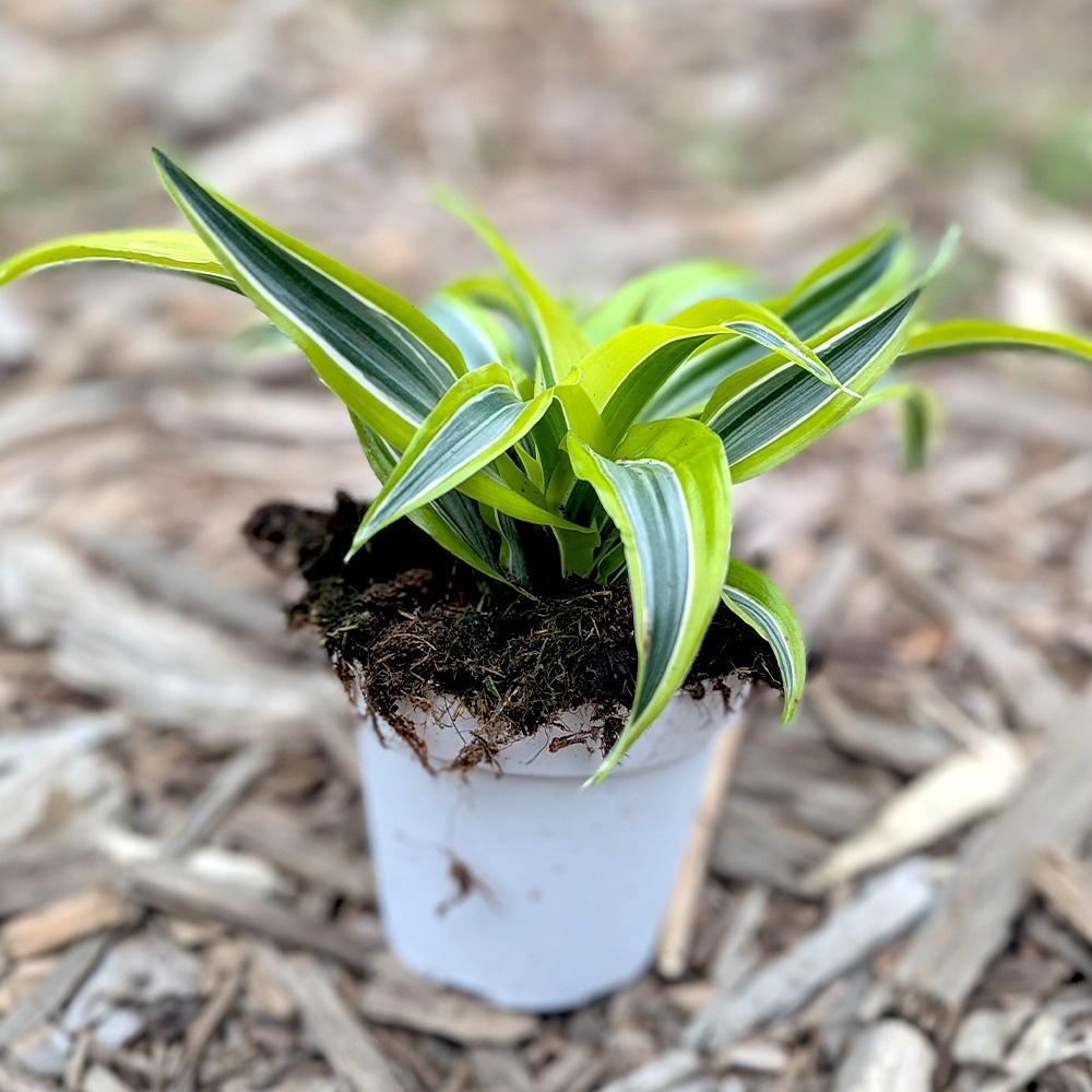 Dracaena 'lemon surprise'