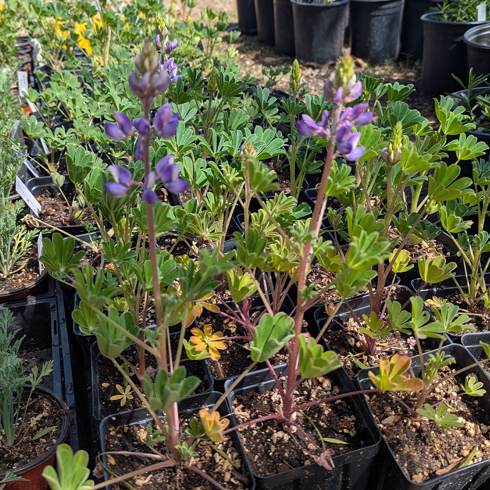 lupine