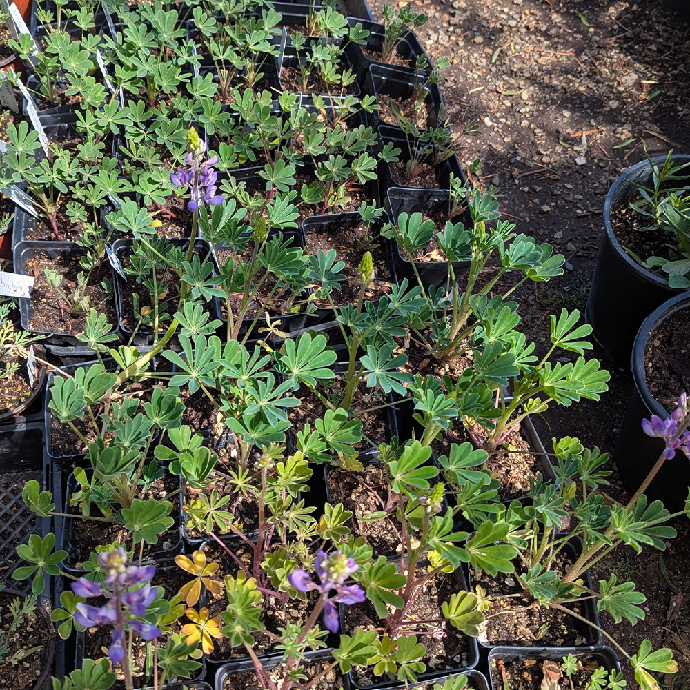 lupine