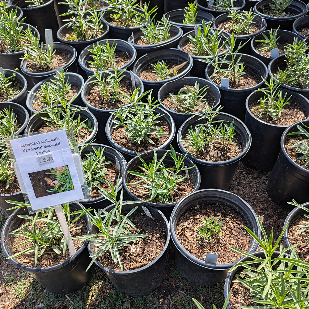 milkweed 1 gallon