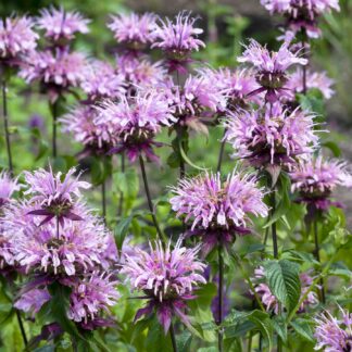 monardella russian river